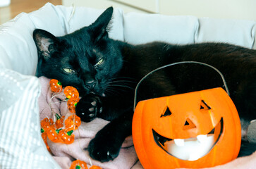 black cat sitting with jack o lantern halloween decoration