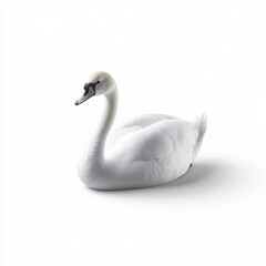 Obraz premium Elegant white swan sitting on a clean, isolated background, showcasing its graceful and serene appearance in minimalistic style.
