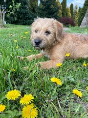 dog in the grass