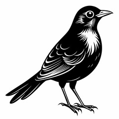 Nightingale Black silhouette