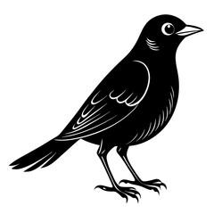 Nightingale Black silhouette