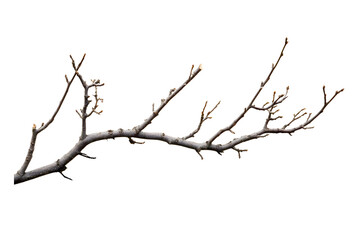 Obraz premium Dry branches isolated on transparent or white background, png