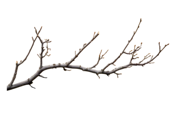 Dry branches isolated on transparent or white background, png
