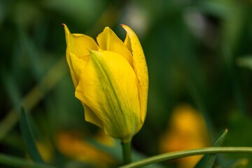 Naklejka premium yellow tulip in the garden