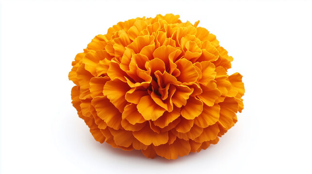 Mexican cempasuchil flower isolated on white background.