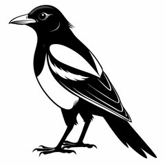 Magpie Black silhouette