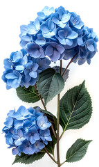 Obraz premium Elegant Blue Hydrangea Bloom Isolated Against a White Background