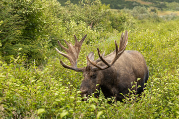Alaska Yukon Bull Moose in Early Autumn in Alaska