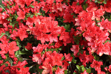 Big pink azalea or Rhododendron in an organic garden. Season of flowering azaleas. Azaleas are shade tolerant flowering shrubs in the genus Rhododendron. Blurred background.
