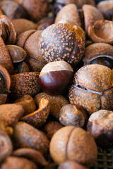 収穫して山積みされた沢山のトチの実