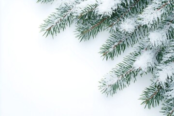 Obraz premium Snow-covered pine branches on a white background, winter and Christmas theme, minimalistic design