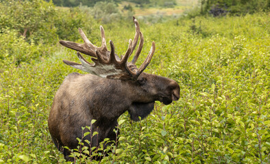Alaska Yukon Bull Moose in Early Autumn in Alaska