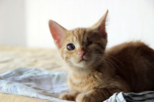 Disabled cat concept. Cute kitten with a disability, who has paralysis of his hind legs, sits on the floor in a clinic or animal shelter,