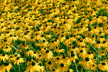 Beautiful yellow flowers Rudbeckia fulgida in the garden. the orange coneflower, perennial coneflower.