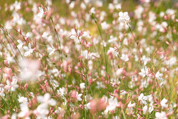 Beautiful white flowers of Oenothera gaura. Gaura biennis, the biennial gaura, biennial beeblossom. Floral background.