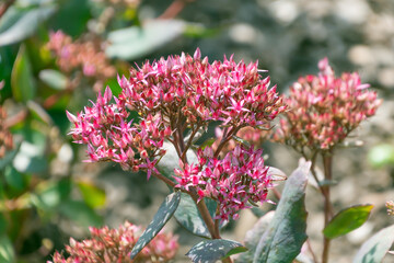 Fototapeta premium Pink flowers of Hylotelephium telephium, close-up. orpine, livelong, frog's-stomach, harping Johnny, life-everlasting, live-forever, midsummer-men, Orphan John, witch's moneybags, garden stonecrop.