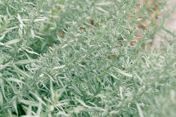 Beautiful ornamental plant. Artemisia ludoviciana. silver wormwood, western mugwort, Louisiana wormwood, white sagebrush, lobed cud-weed, prairie sage