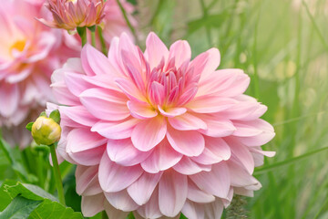 Fototapeta premium Beautiful pink flowers of Dahlia cultorum Thorsrud & Reisaeter, close-up.
