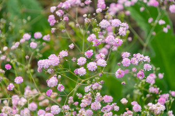 Beautiful pink flowers of Gypsophila paniculata in the garden. the baby's breath, common gypsophila, panicled baby's-breath.