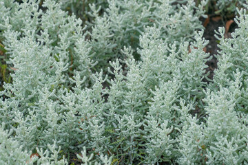 Beautiful ornamental plant. Santolina chamaecyparissus. cotton lavender, lavender-cotton.