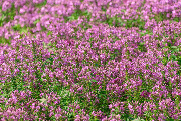 Obraz premium Beautiful pink flowers Cleome houtteana. spider flower, spider plant, pink queen