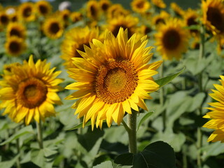 Beautiful Sunflowers on a Bright Sunny Midwestern Day