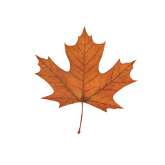 Fototapeta premium Autumn's Embrace A Single Maple Leaf on Green Background.