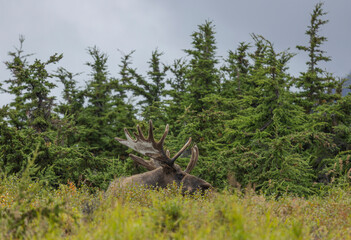 Alaska Yukon Bull Moose in Early Autumn in Alaska