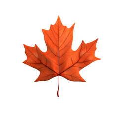 Fototapeta premium Autumn's Embrace A Single Maple Leaf in Warm Hues.