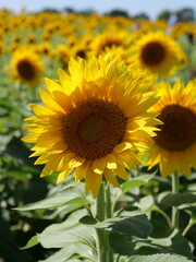 Obraz premium Beautiful Sunflowers on a Bright Sunny Midwestern Day