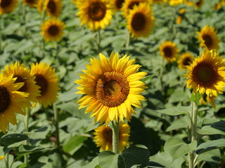 Beautiful Sunflowers on a Bright Sunny Midwestern Day