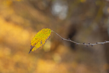 yellow autumn leaves