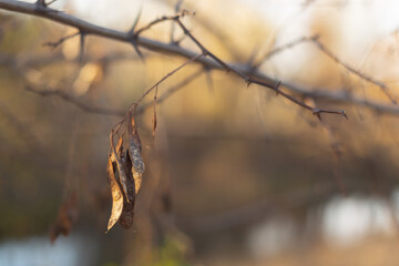 Golden Leaves and Autumn Serenity in the Forest