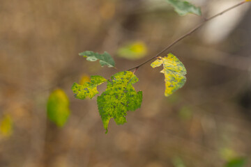 Golden Leaves and Autumn Serenity in the Forest