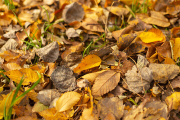 Golden Leaves and Autumn Serenity in the Forest