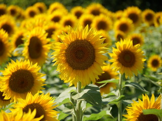 Beautiful Sunflowers on a Bright Sunny Midwestern Day
