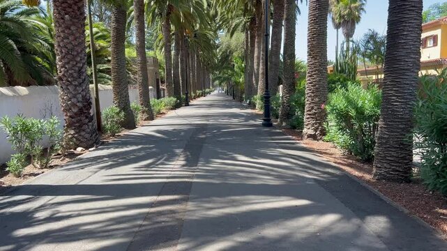 Paseo entre palmeras en la ciudad de San Crist&oacute;bal de La  Laguna, en la isla de Tenerife, Canarias