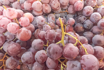 Juicy pink red grapes background