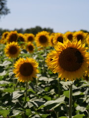 Naklejka premium Beautiful Sunflowers on a Bright Sunny Midwestern Day