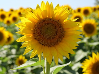 Fototapeta premium Beautiful Sunflowers on a Bright Sunny Midwestern Day