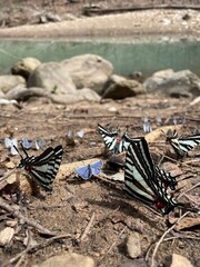 Butterflies near a creek
