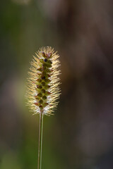 Wild hairy plant at sunset
