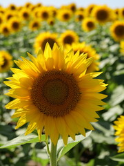 Beautiful Sunflowers on a Bright Sunny Midwestern Day