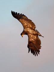 White-tailed eagle (haliaeetus albicilla)