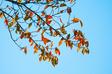 秋　紅葉の季節