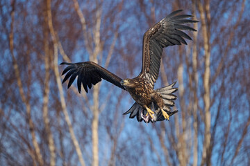 White-tailed eagle (haliaeetus albicilla)