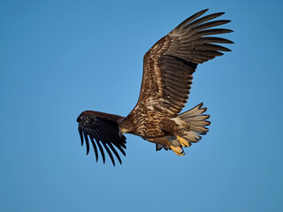 White-tailed eagle (haliaeetus albicilla)