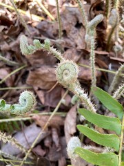 close up of a fern