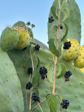 Le more colorano gli arbusti come le tue dita mentre ti sfiori le labbra viola, non per colpa delle more. 