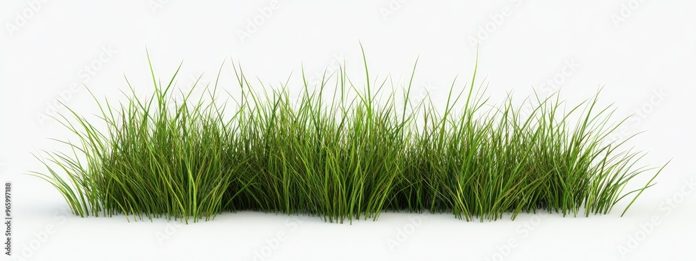 Aufkleber isolated grass on a white background 3d rendering illustration